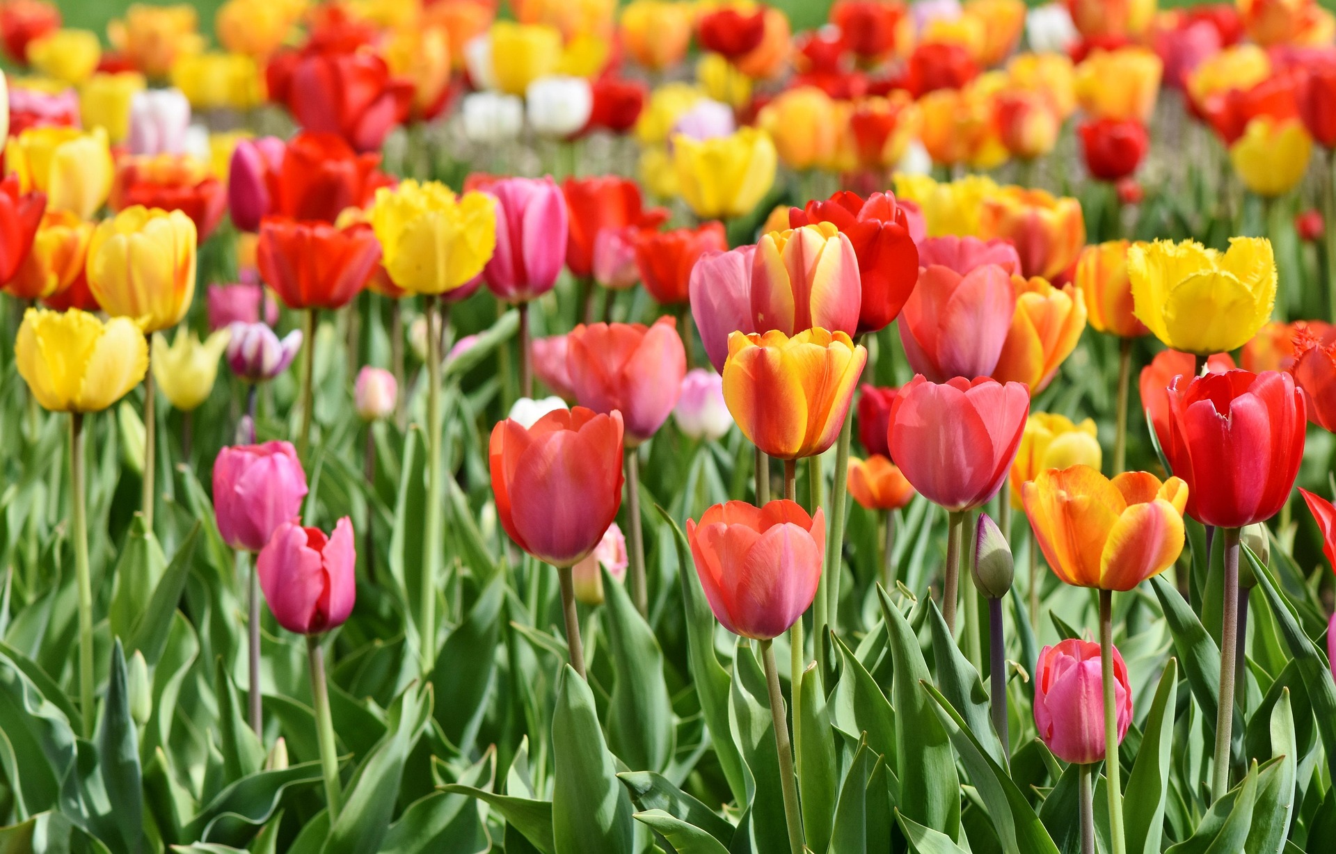 ralphs fotos tulips 3359902 1920